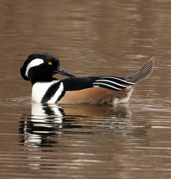 Hooded merganser